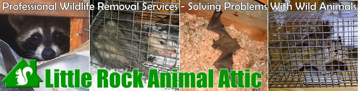 Little Rock Animal Attic